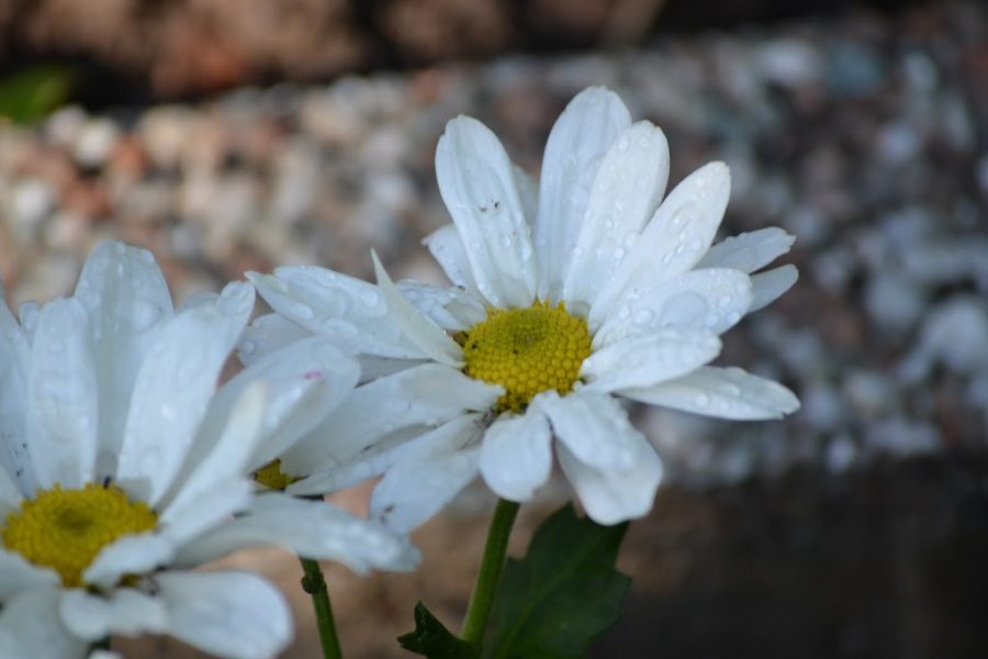 Drops: White Daisy
