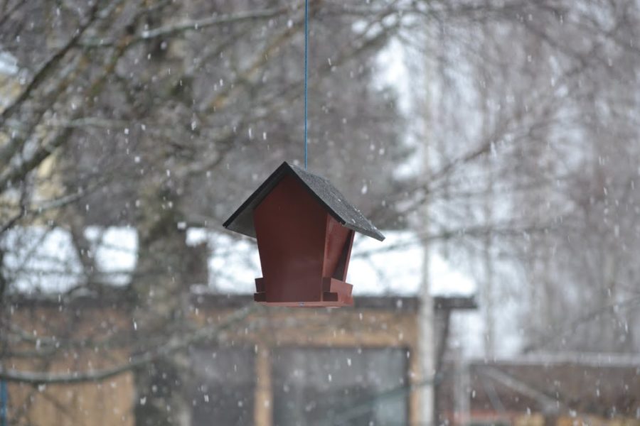 First Snow Fall