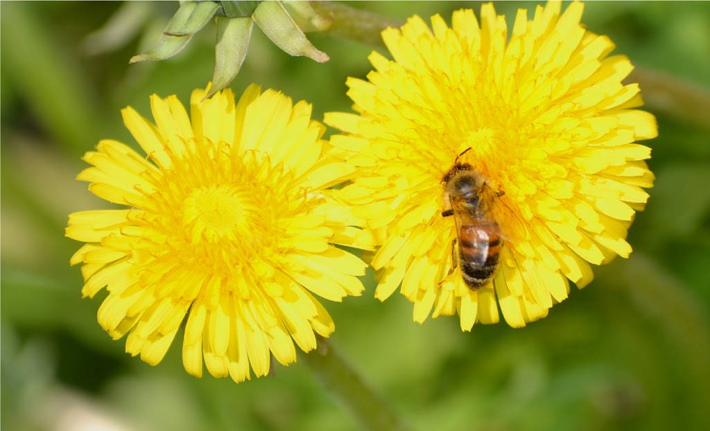 Yellow Flowers