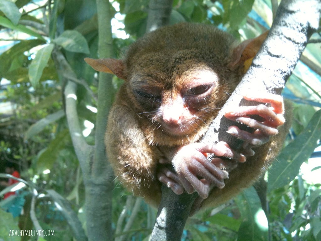 Picture Taking With Bohol Tarsier