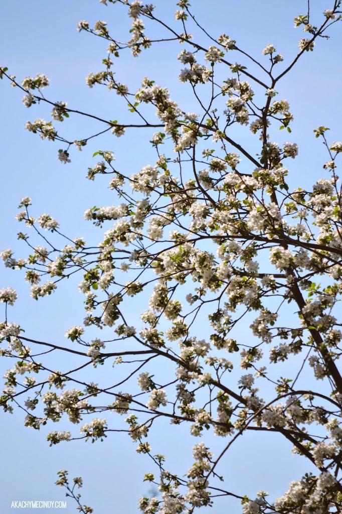 Apple Trees First Blooms