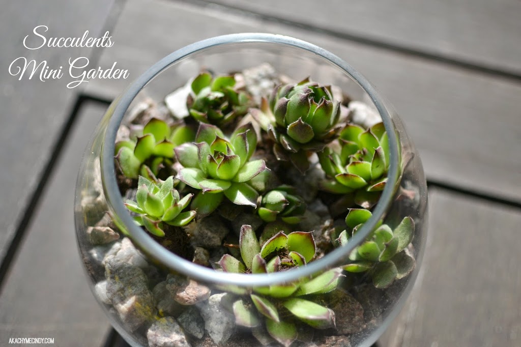 DIY: Succulents Mini Garden