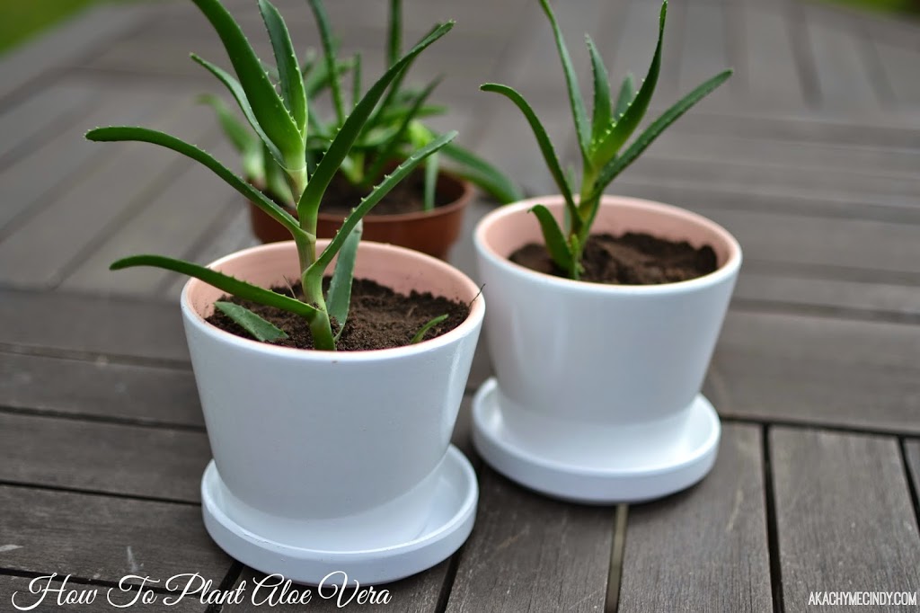 DIY: How To Plant Aloe Vera For Indoors