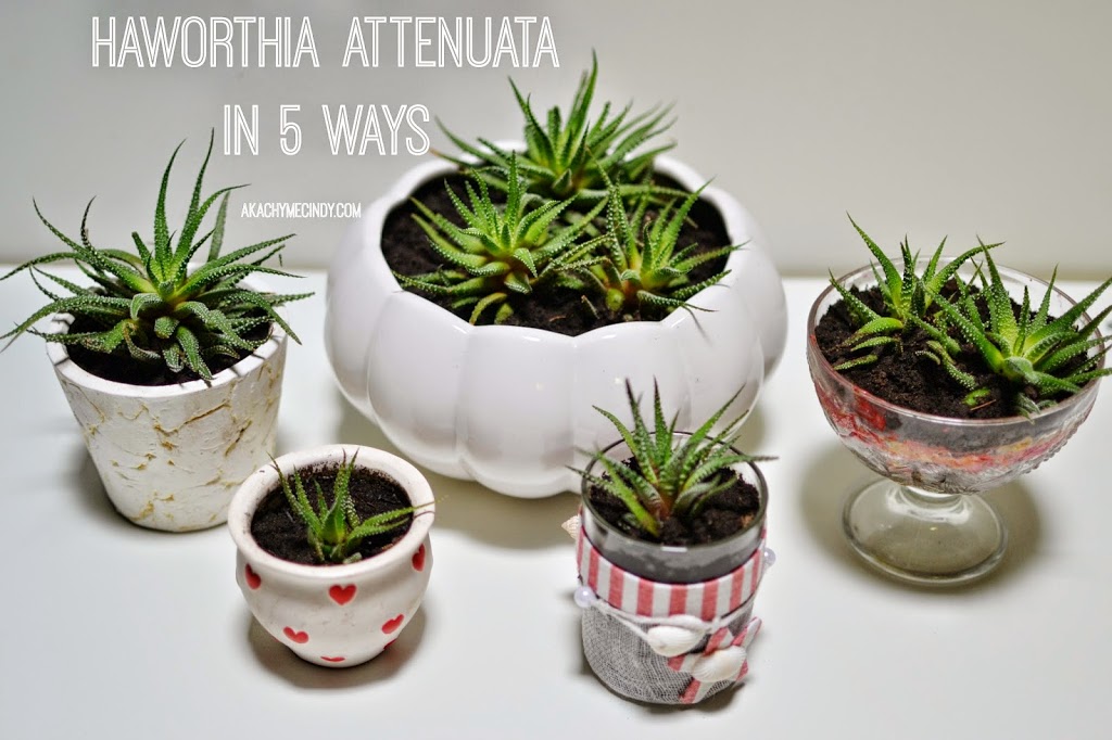 DIY: Haworthia Attenuata / Fasciata In 5 Ways