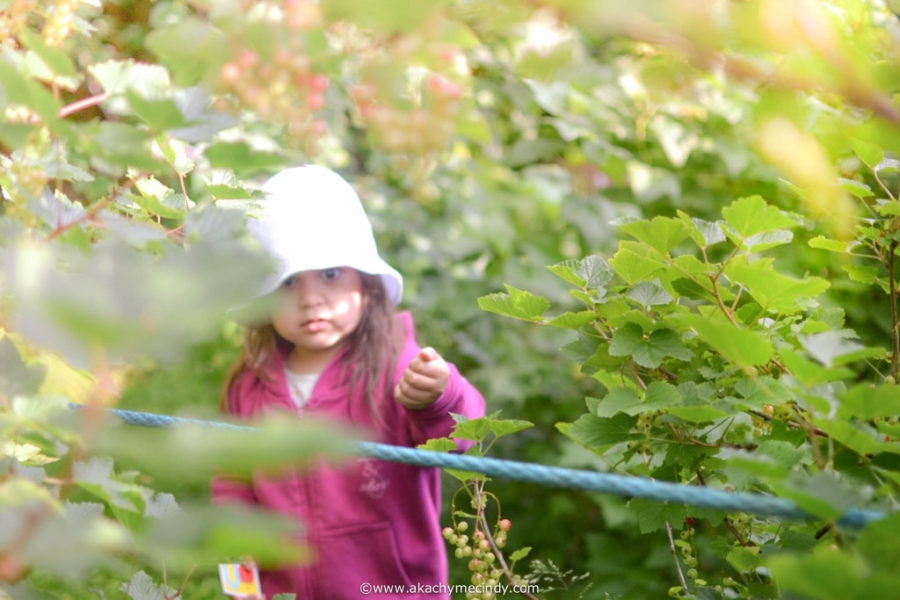 Berry Picking