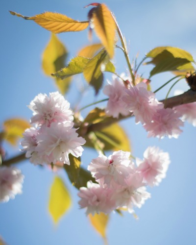 Roihuvuoren Hanami 2018