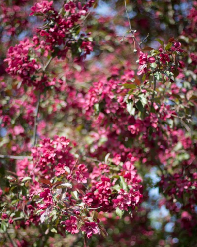 Cherry Blossom Season