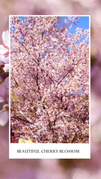 Cherry Blossom Season 2020 In Finland